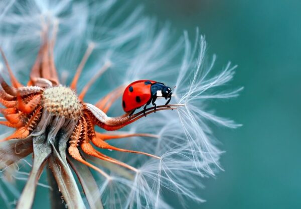 Peinture murale Coccinelle sur Pissenlit