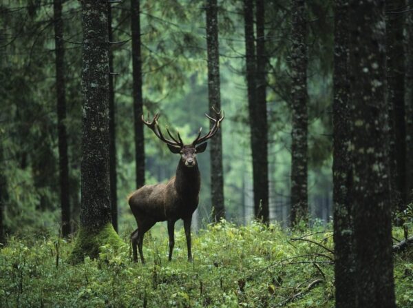 Peinture murale Cerf dans la forêt