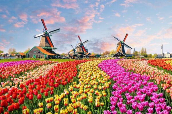 Peinture murale Tulipes et moulins à vent