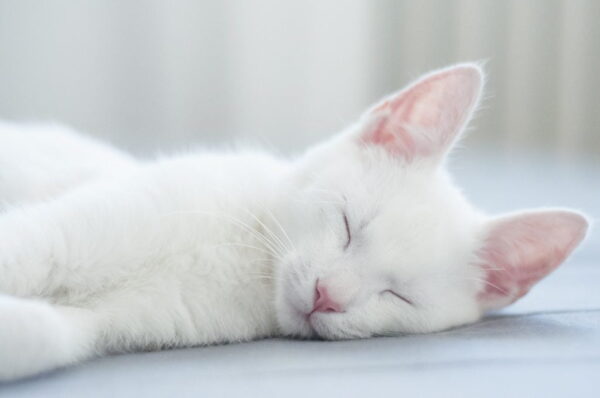 Poster XXL Chat blanc