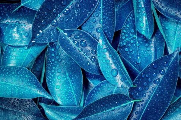 Peinture murale Feuilles bleues