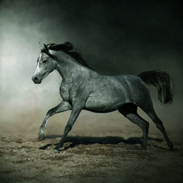 Peinture murale Cheval arabe