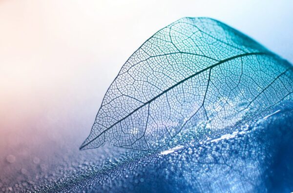 Peinture murale Feuille transparente