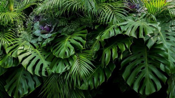 Peinture murale Feuilles tropicales vertes