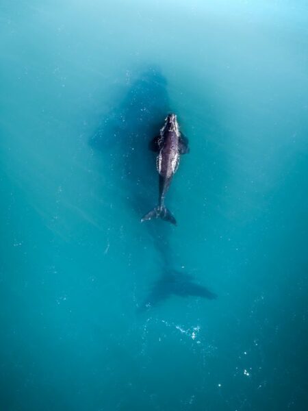Poster XXL Deux baleines