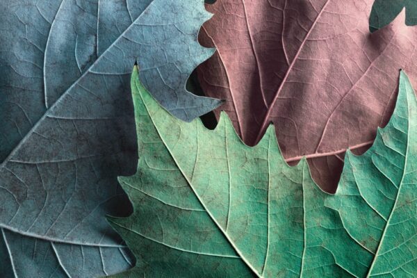 Poster XXL Trois Feuilles