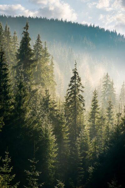 Peinture murale Arbres sur la Colline