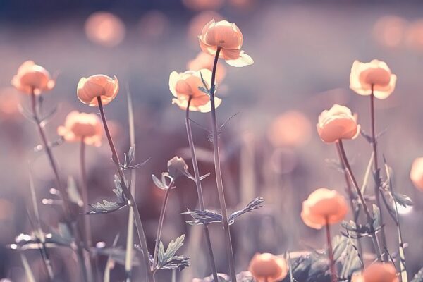 Peinture murale Coquelicots en fleurs