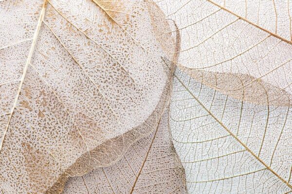 Sticker mural Pastel Feuilles