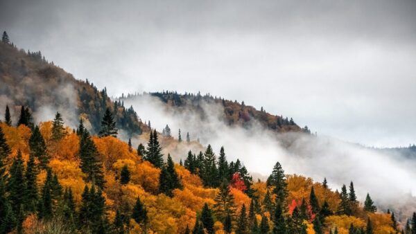 Peinture murale Forêt colorée