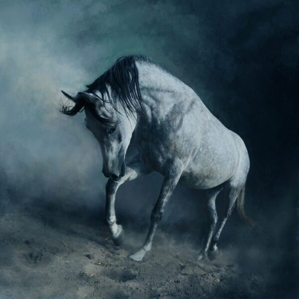 Peinture murale Cheval Arabe Blanc