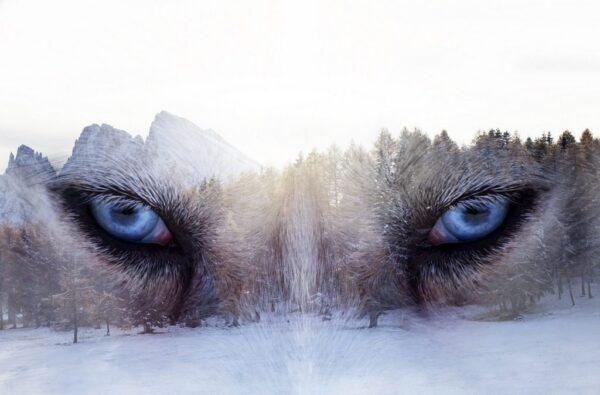 Peinture murale Yeux de loup