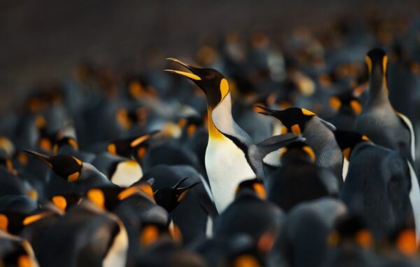 Peinture murale Un troupeau de pingouins