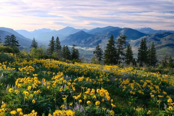 Peinture murale Fleurs dans les montagnes