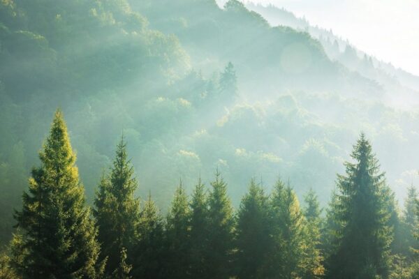 Peinture murale Rayons du matin dans la forêt
