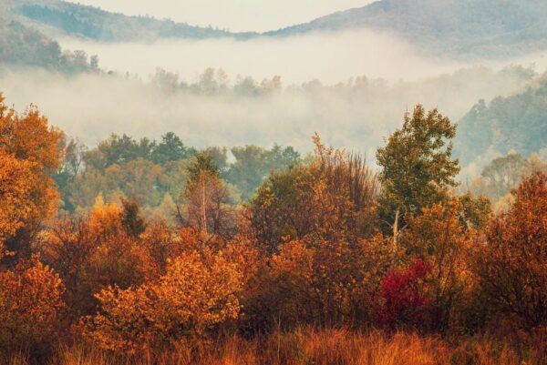 Peinture murale Brouillard d'automne