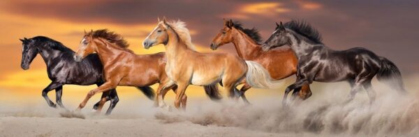 Poster XXL Chevaux majestueux