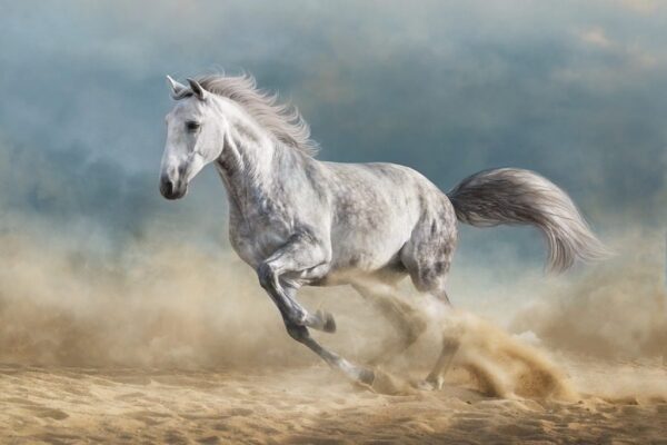 Peinture murale Cheval blanc