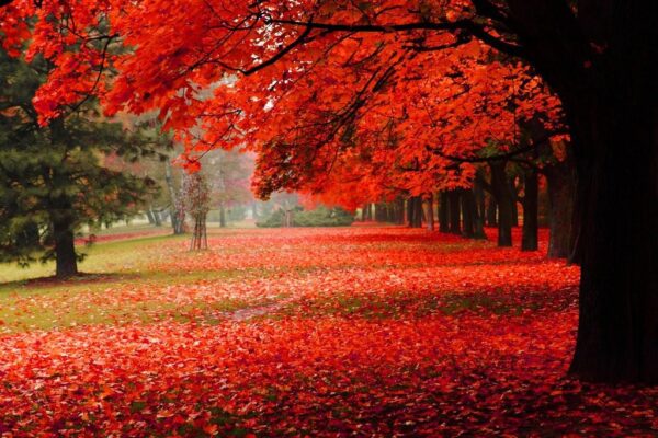 Peinture murale Automne rouge