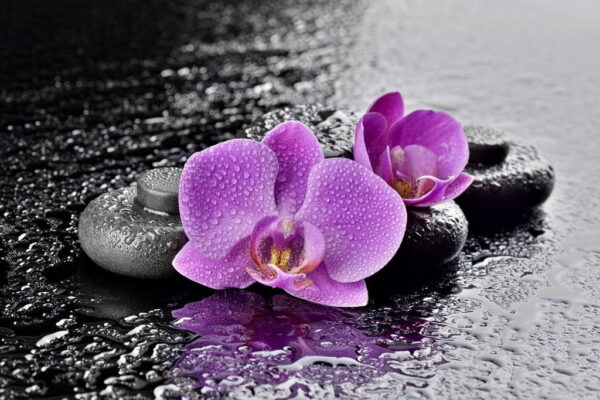 Peinture murale Orchidée sur l'eau