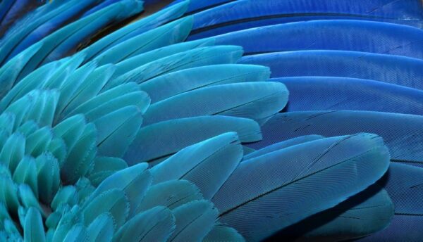 Peinture murale Plumes bleues