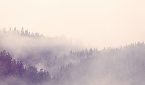 Peinture murale Brouillard dans la forêt