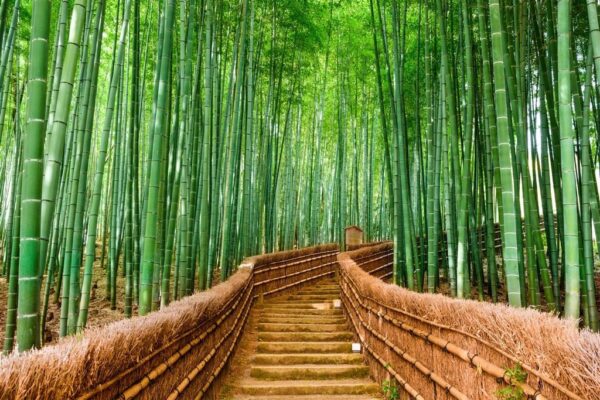 Papiers peints forêt de bambous