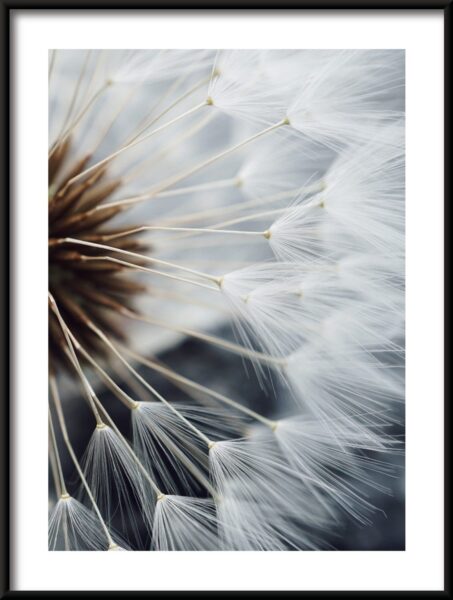 Pissenlit blanc Poster