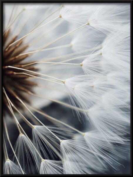 Pissenlit blanc Poster – Image 2