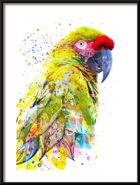 Affiche de perroquet coloré