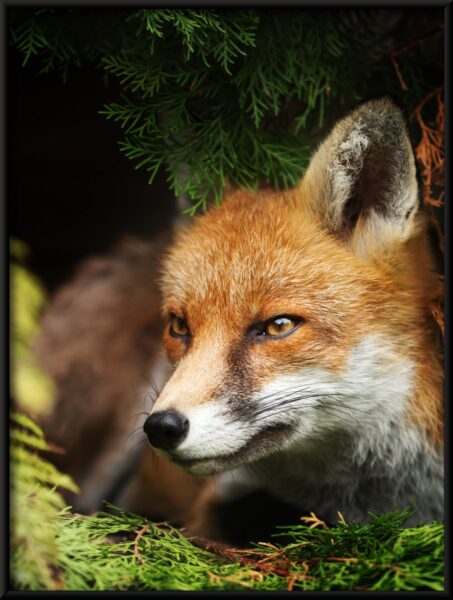 Affiche de renard accroupi – Image 4