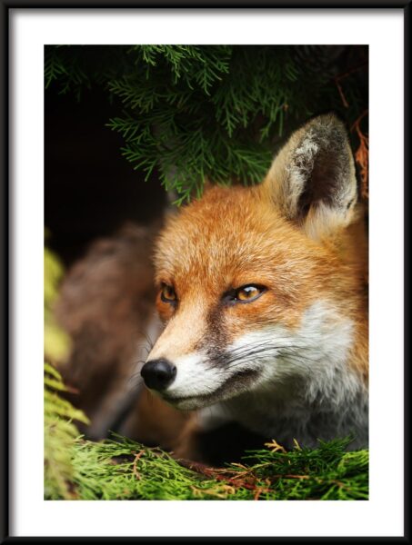 Affiche de renard accroupi – Image 3