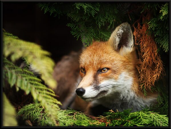 Affiche de renard accroupi – Image 2