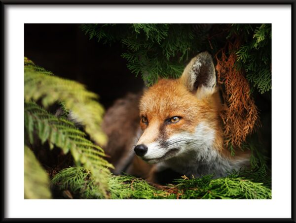 Affiche de renard accroupi