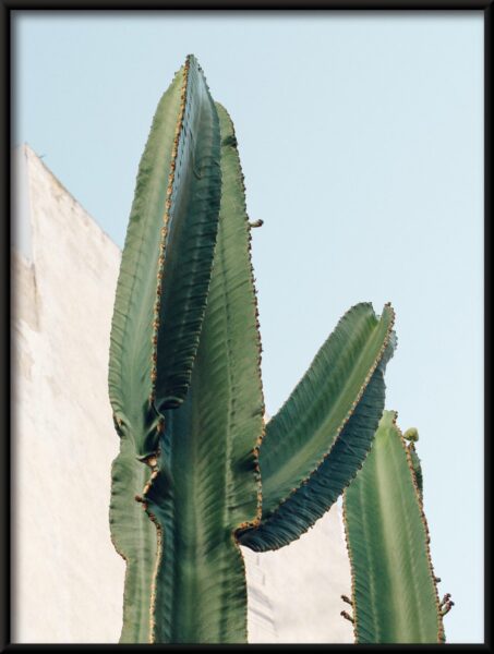 Cactus par le mur Poster – Image 4