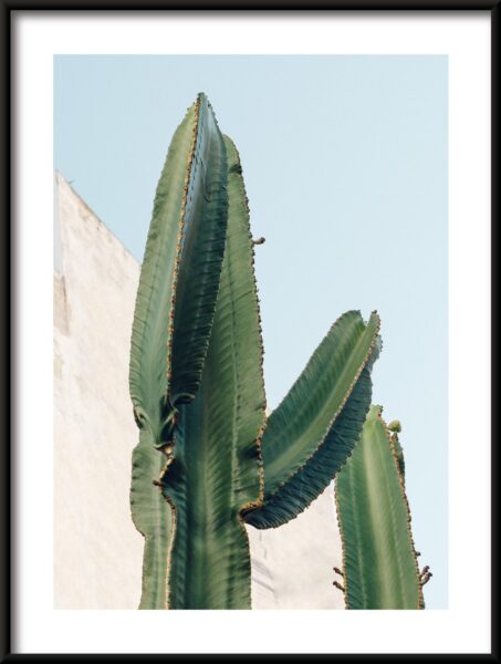 Cactus par le mur Poster – Image 3