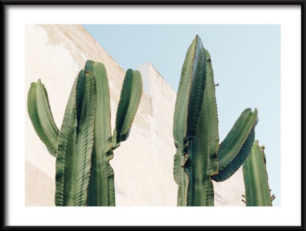 Cactus par le mur Poster