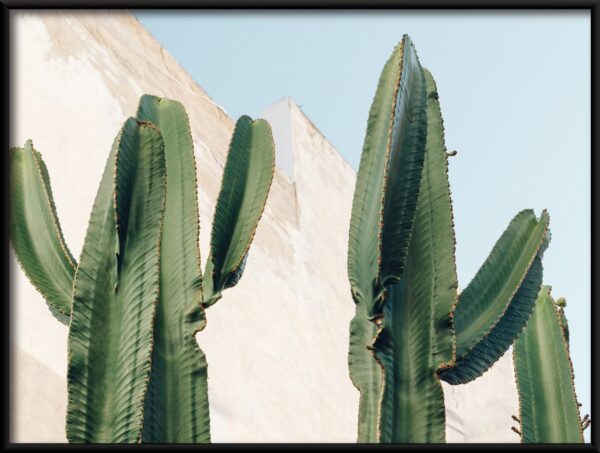 Cactus par le mur Poster – Image 2