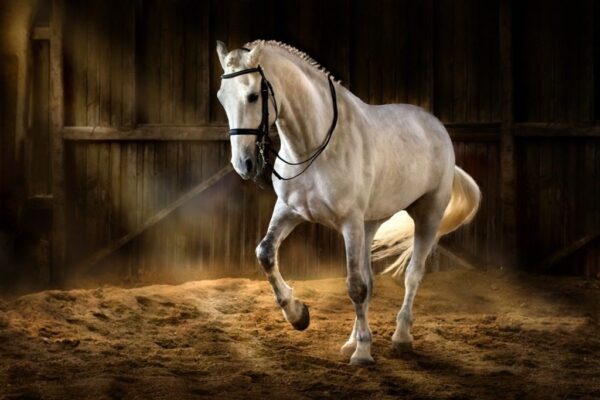 Peinture murale Cheval dansant