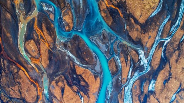 Peinture murale Fritillaire bleu