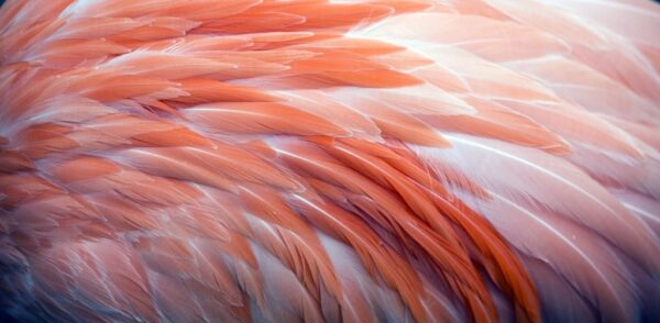 Peinture murale Roses Plumes