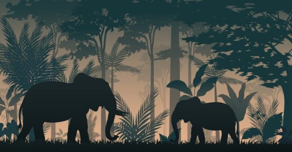Poster XXL Deux éléphants