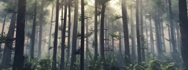 Peinture murale Forêt derrière le brouillard