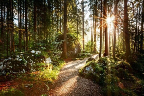 Poster XXL Forêt Magique