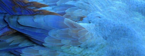 Peinture murale Plumes bleues