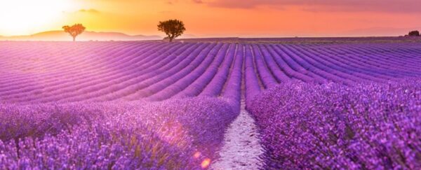 Peinture murale Champs violets