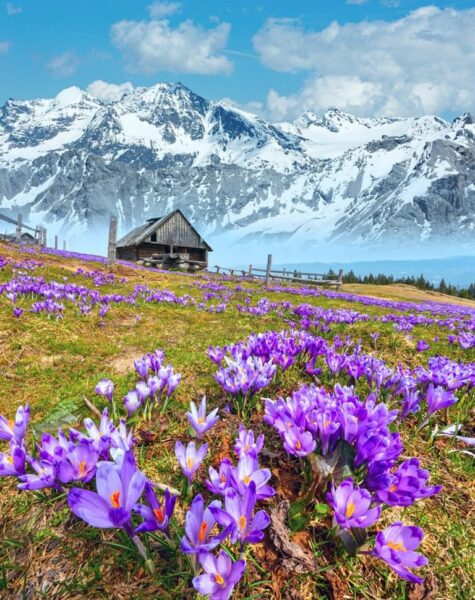 Peinture murale Crocus de montagne