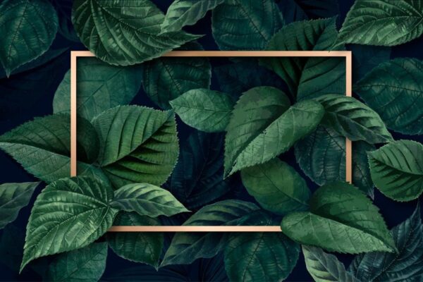 Peinture murale Cadre avec des feuilles