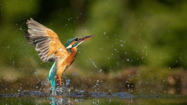 Peinture murale Oiseau d'Eau