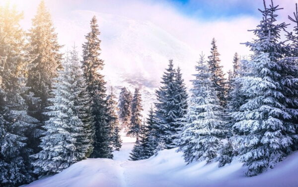 Peinture murale Arbres de Noël enneigés